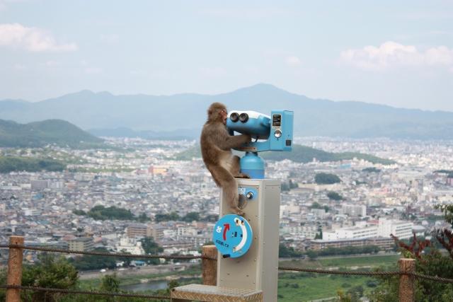 望遠鏡に登る猿